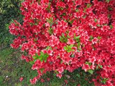 A faire au jardin en avril-Les arbres et arbustes